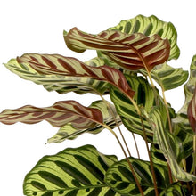 Load image into Gallery viewer, Calathea makoyana 14/45 Plants Almost Paradise Berlin 
