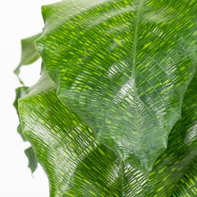 Load image into Gallery viewer, Calathea musaica &quot;Network&quot; 13/35 Plants Almost Paradise Berlin 
