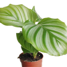 Load image into Gallery viewer, Calathea orbifolia baby plant Plants Almost Paradise Berlin 

