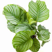 Load image into Gallery viewer, Calathea orbifolia baby plant Plants Almost Paradise Berlin 
