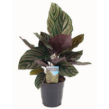 Load image into Gallery viewer, Calathea ornata sanderiana 12/35 Plants Almost Paradise Berlin 
