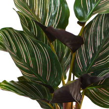 Load image into Gallery viewer, Calathea ornata sanderiana 12/35 Plants Almost Paradise Berlin 
