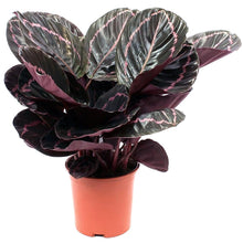 Load image into Gallery viewer, Calathea roseopicta Dottie 14/45 Plants Almost Paradise Berlin 

