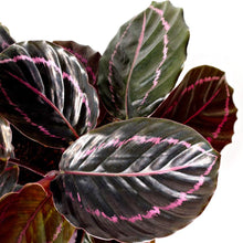 Load image into Gallery viewer, Calathea roseopicta Dottie H30cm Plants Almost Paradise Berlin 
