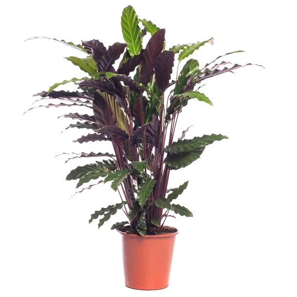 Calathea rufibarba 