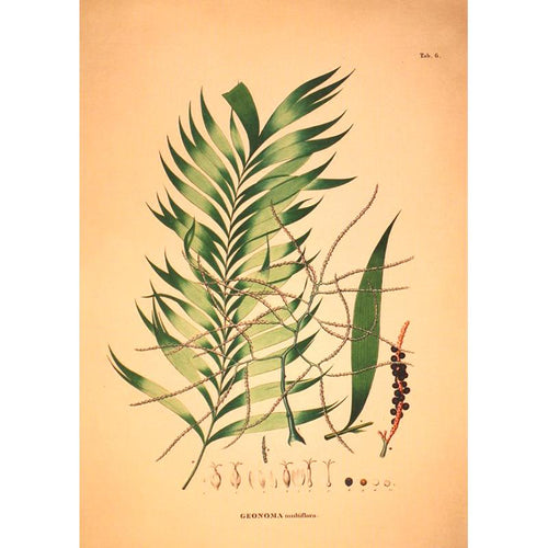 Card #3509 GEONOMA MULTIFLORA Homeware The Dybdahl 