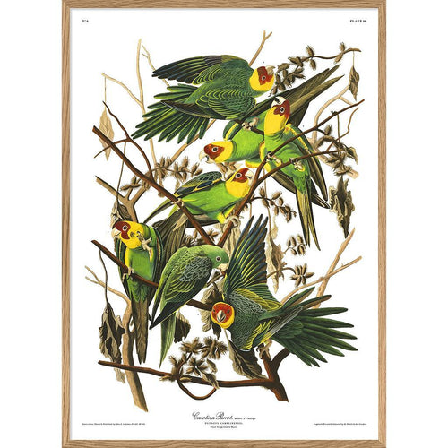 Carolina Parrot Print 70x100 #6521 Homeware The Dybdahl 