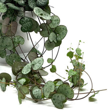 Load image into Gallery viewer, Ceropegia woodii &quot;String of Hearts&quot; in Ampel ⌀11cm Plants Almost Paradise Berlin 
