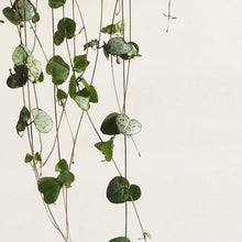 Load image into Gallery viewer, Ceropegia woodii &quot;String of Hearts&quot; in ampel ⌀16cm Plants Almost Paradise Berlin 
