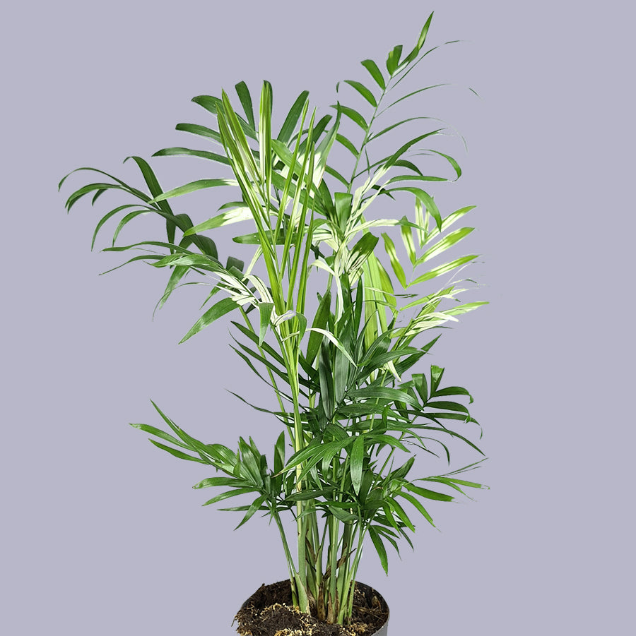 !Chamaedorea elegans variegata (Parlor Palm) 15/45 Plants Almost Paradise Berlin 
