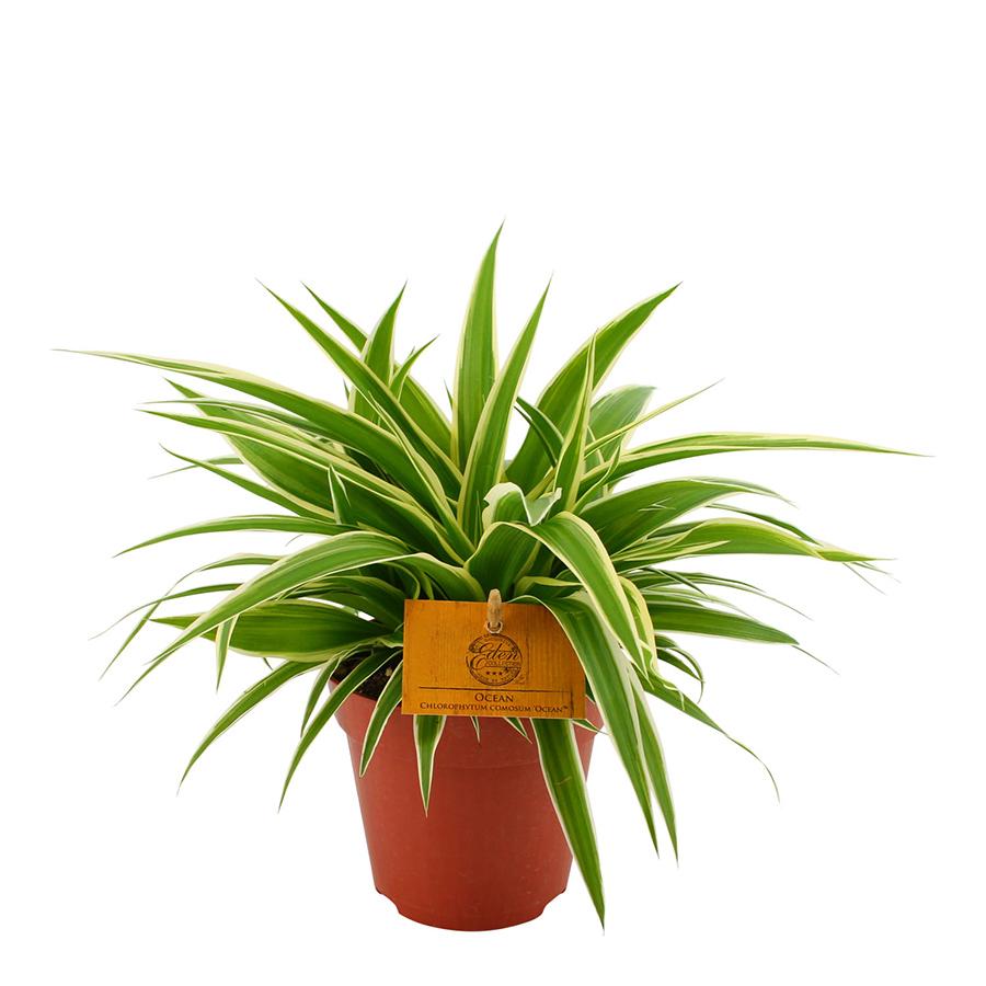 Chlorophytum comosum 