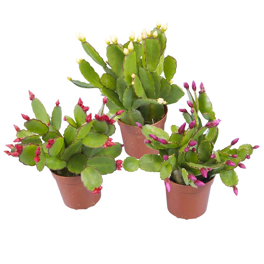 Christmas Cactus mixed colors Baby plant Plants Almost Paradise Berlin 