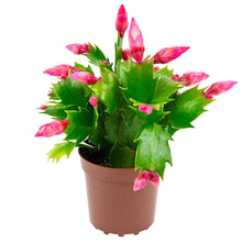 Load image into Gallery viewer, Christmas Cactus mixed colors Baby plant Plants Almost Paradise Berlin 
