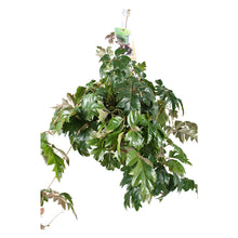 Load image into Gallery viewer, Cissus rhombifolia &quot;Ellen Danica&quot; 17/50 Plants Almost Paradise Berlin 
