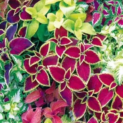 Coleus mix (Buntnessel) in hangin pot 26/45 Plants Almost Paradise Berlin 