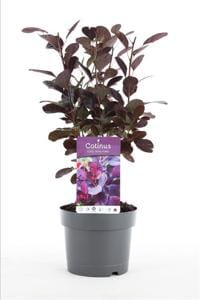 Cotinus Cog. Royal purple 19/45 Plants Almost Paradise Berlin 
