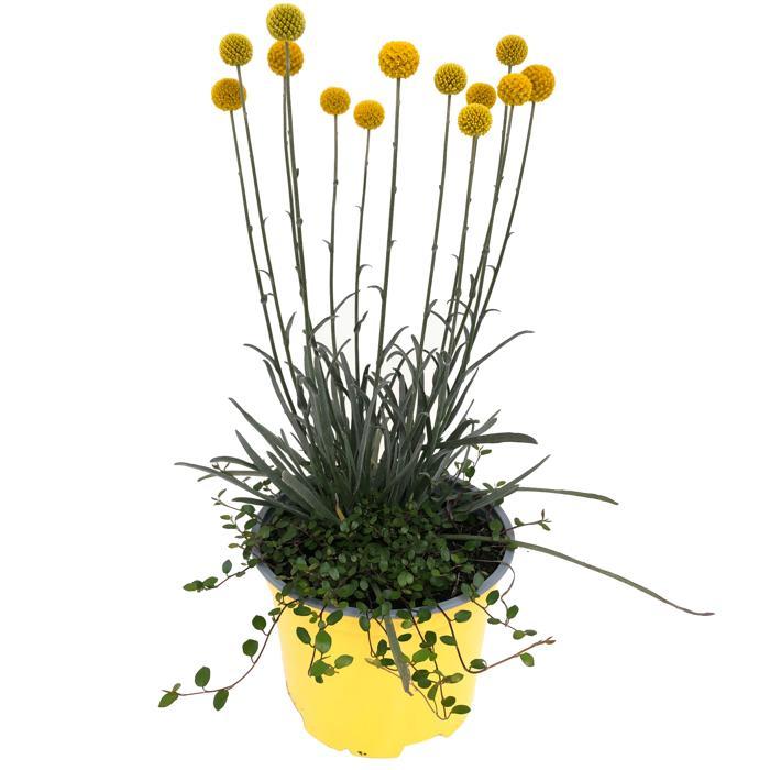 Craspedia globosa (Drumstick Flower) 17/35 Plants Almost Paradise Berlin 