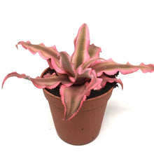 Load image into Gallery viewer, Cryptanthus bivittatus Red Star Baby plant Plants Almost Paradise Berlin 

