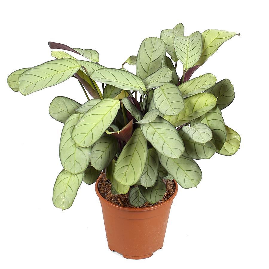 Ctenanthe burle-marxii 