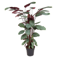 Load image into Gallery viewer, Ctenanthe oppenheimiana 24/120 Plants Almost Paradise Berlin 
