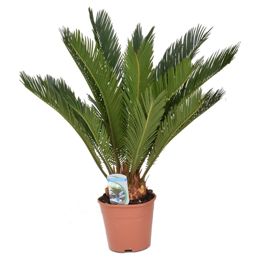 Cycas revoluta - Sago Palm 14/55 Plants Almost Paradise Berlin 