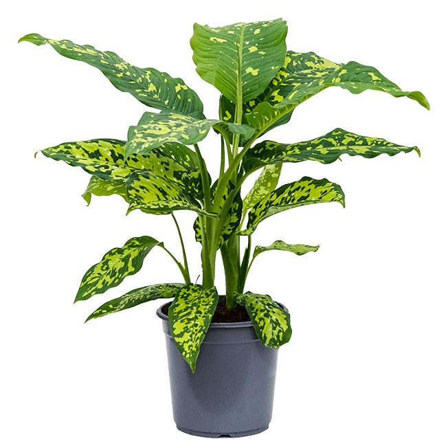 Dieffenbachia 