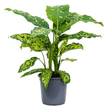 Load image into Gallery viewer, Dieffenbachia &quot;Cheetah&quot; 23/65 Plants Almost Paradise Berlin 
