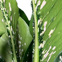 Load image into Gallery viewer, Dieffenbachia &quot;Crocodile&quot; 17/50 Plants Almost Paradise Berlin 
