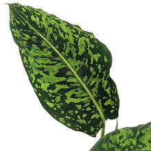 Load image into Gallery viewer, Dieffenbachia reflector 27/70 Plants Almost Paradise Berlin 
