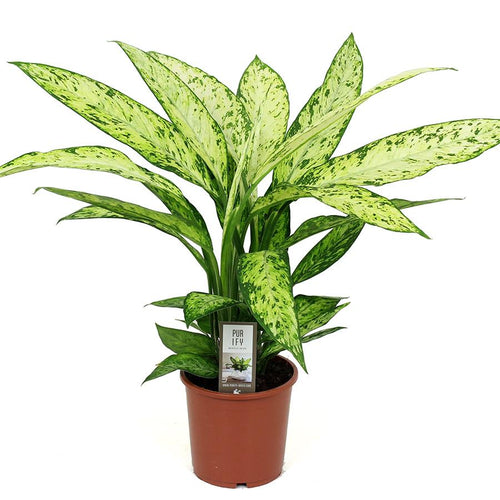 Dieffenbachia 