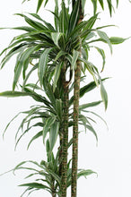 Load image into Gallery viewer, Dracaena deremensis warneckii Plants Almost Paradise Berlin 
