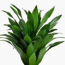 Load image into Gallery viewer, Dracaena fragrance compacta Baby plant Plants Almost Paradise Berlin 
