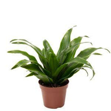 Load image into Gallery viewer, Dracaena fragrance compacta Baby plant Plants Almost Paradise Berlin 
