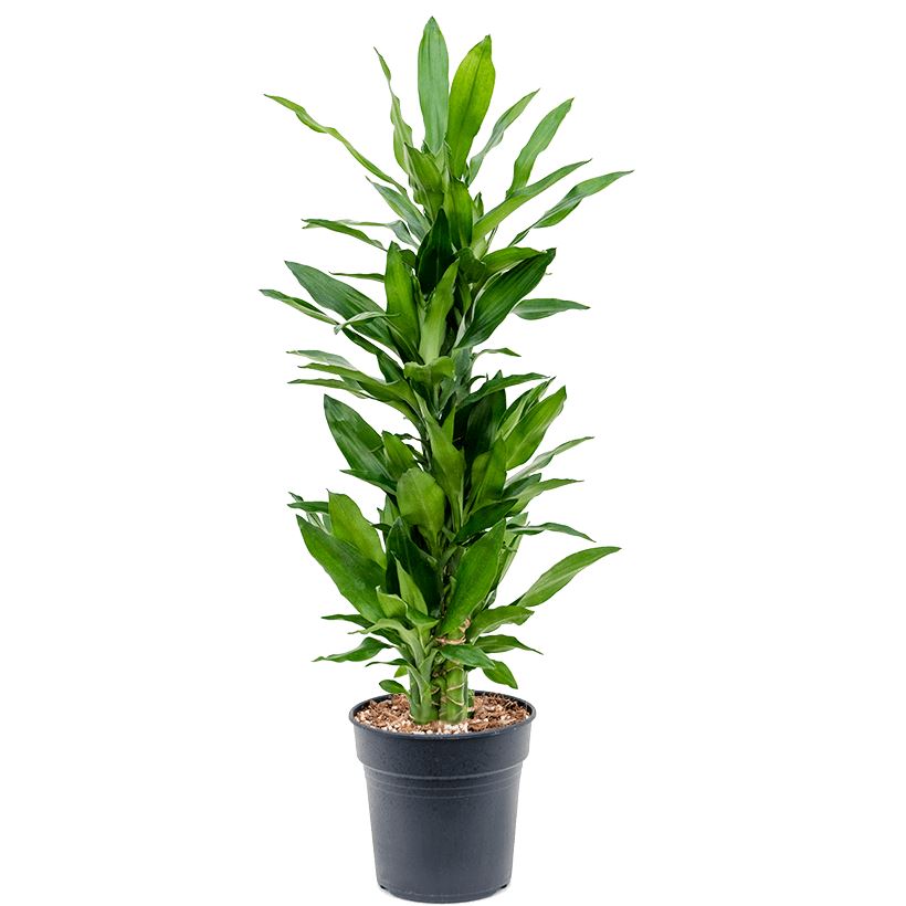 Dracaena fragrans 