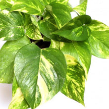 Load image into Gallery viewer, Epipremnum aureum Golden - Efeutute 15/30 Plants Almost Paradise Berlin 
