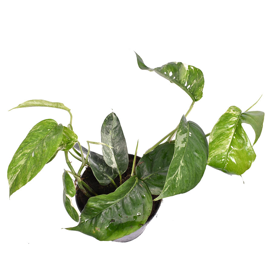 Epipremnum pinnatum Variegata 12/40 Plants Almost Paradise Berlin 