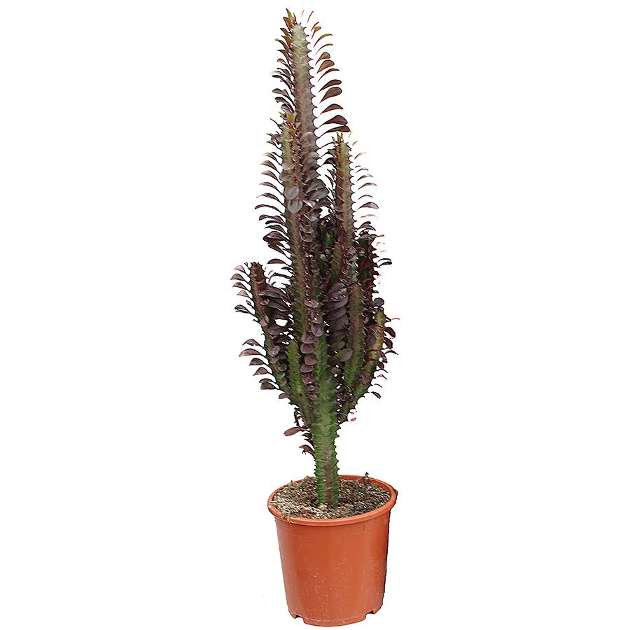 Euphorbia trigona 