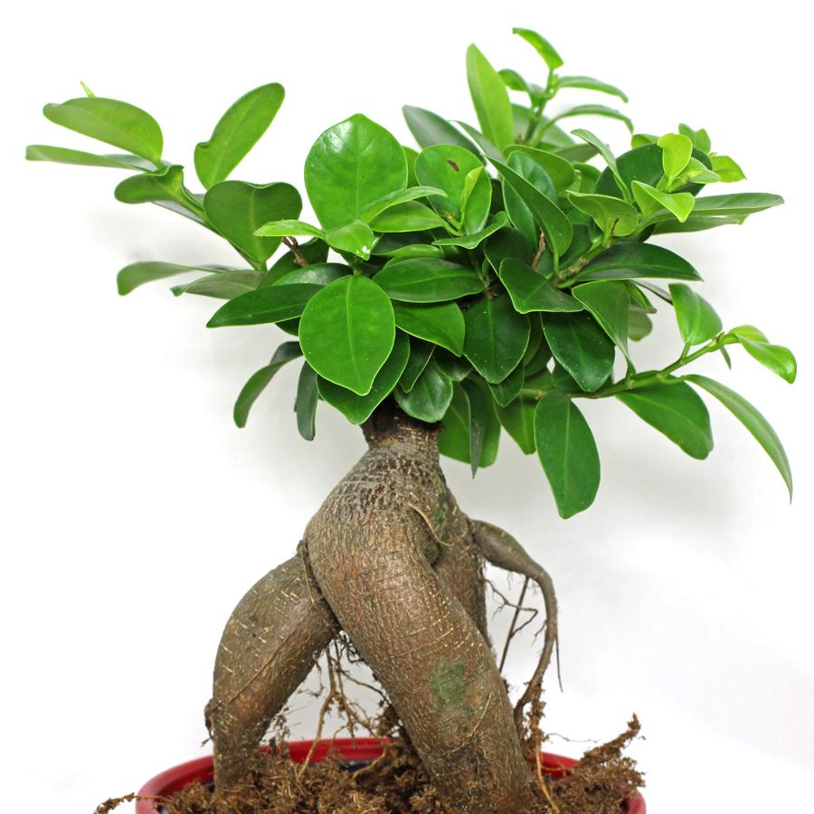 Ficus microcarpa 