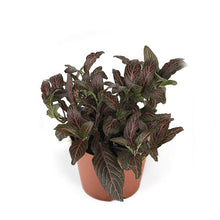 Load image into Gallery viewer, Fittonia Dark Star 8.5/10 Plants Almost Paradise Berlin 
