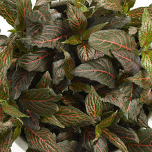 Load image into Gallery viewer, Fittonia Dark Star 8.5/10 Plants Almost Paradise Berlin 
