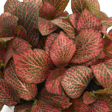 Load image into Gallery viewer, Fittonia Diamond 12/20 Plants Almost Paradise Berlin 
