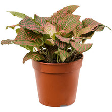 Load image into Gallery viewer, Fittonia Diamond 12/20 Plants Almost Paradise Berlin 
