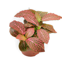 Load image into Gallery viewer, Fittonia Diamond 8.5/10 Plants Almost Paradise Berlin 
