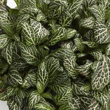 Load image into Gallery viewer, Fittonia Festival 6/8 Plants Almost Paradise Berlin 
