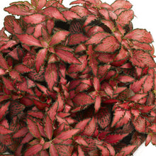 Load image into Gallery viewer, Fittonia Forest Flame 8.5/10 Plants Almost Paradise Berlin 
