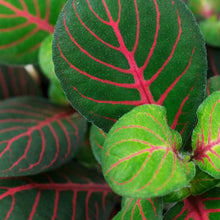 Load image into Gallery viewer, Fittonia Fortissimo Bubble Red 8.5/10 Plants Almost Paradise Berlin 
