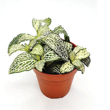 Load image into Gallery viewer, Fittonia Ice Queen 8.5/10 Plants Almost Paradise Berlin 
