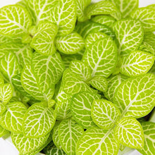 Load image into Gallery viewer, Fittonia Lemon 8.5/10 Plants Almost Paradise Berlin 
