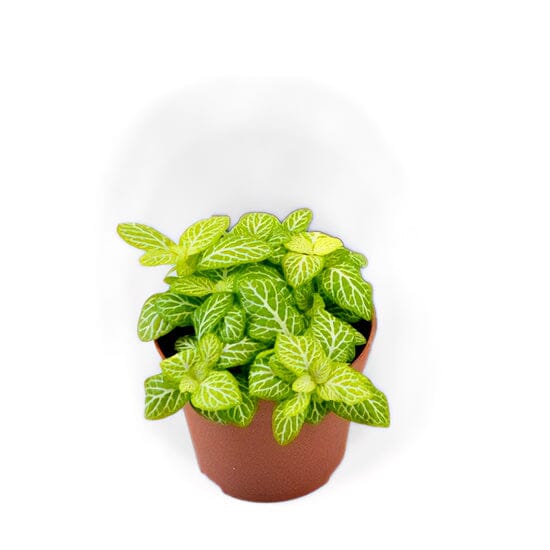 Fittonia Lemon 8.5/10 Plants Almost Paradise Berlin 