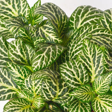 Load image into Gallery viewer, Fittonia Marble Queen 8.5/10 Plants Almost Paradise Berlin 
